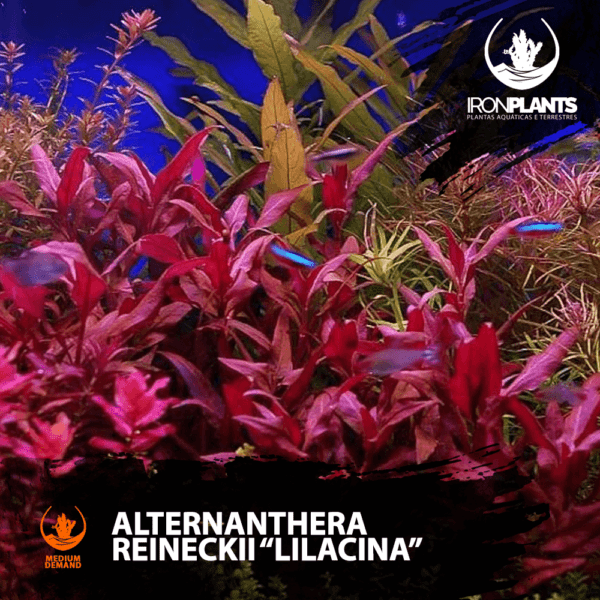 Alternanthera  reineckii “Lilacina”