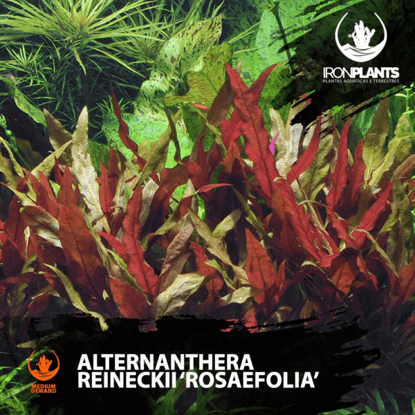 Alternanthera reineckii "Roseafolia"