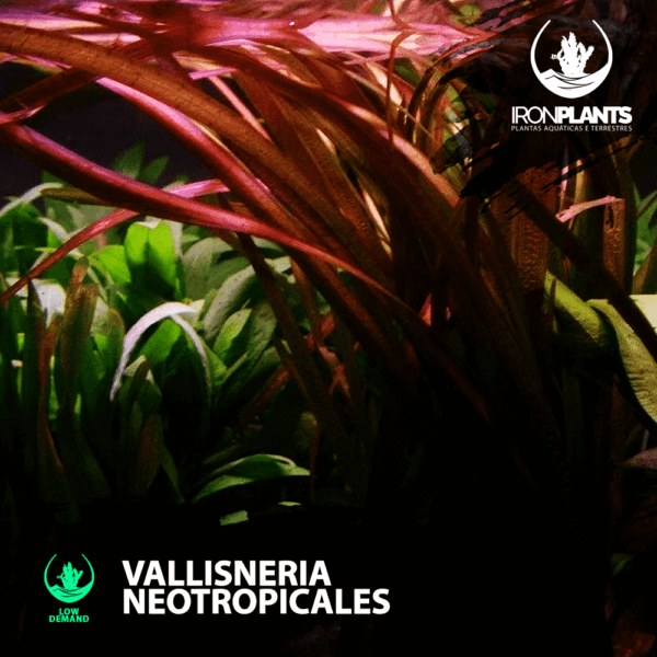 Vallisneria Neotropicalis