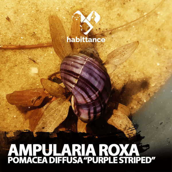 Ampularia Purple Striped