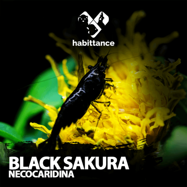 Black Sakura Neocaridina