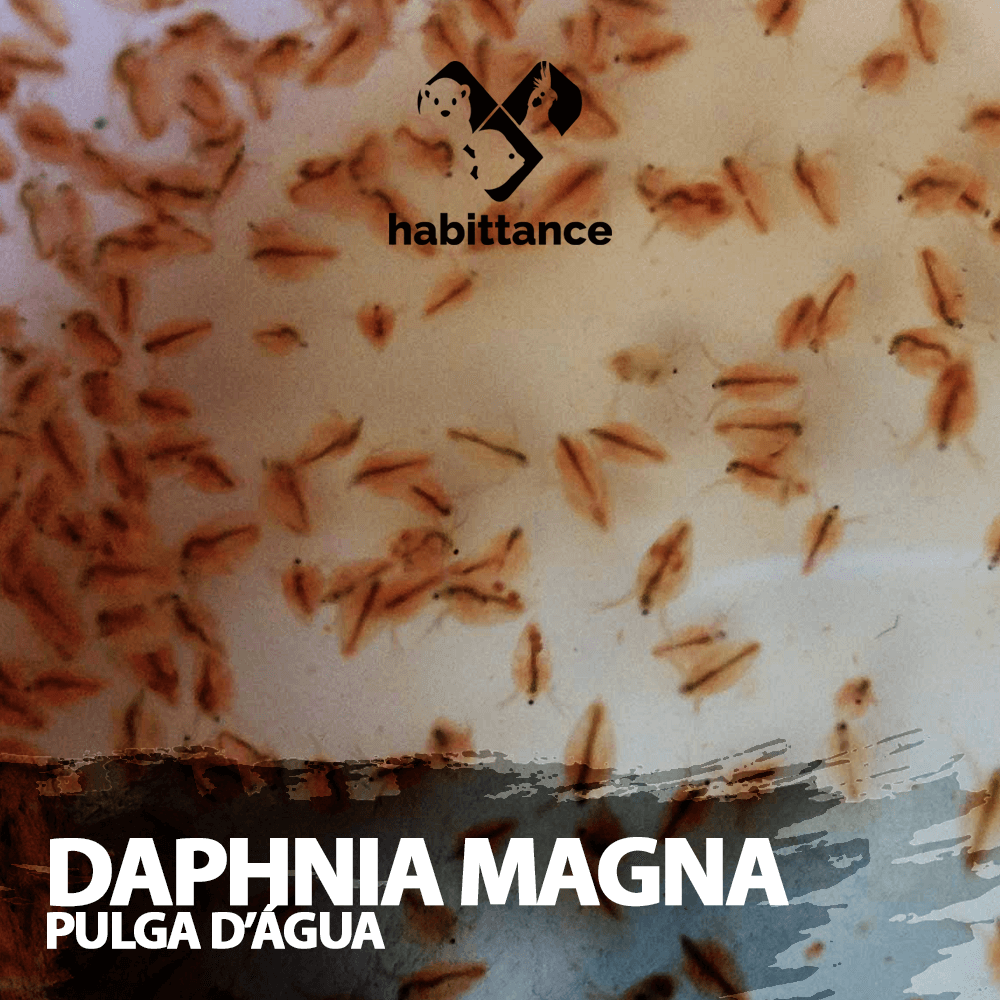 Daphinia Magna