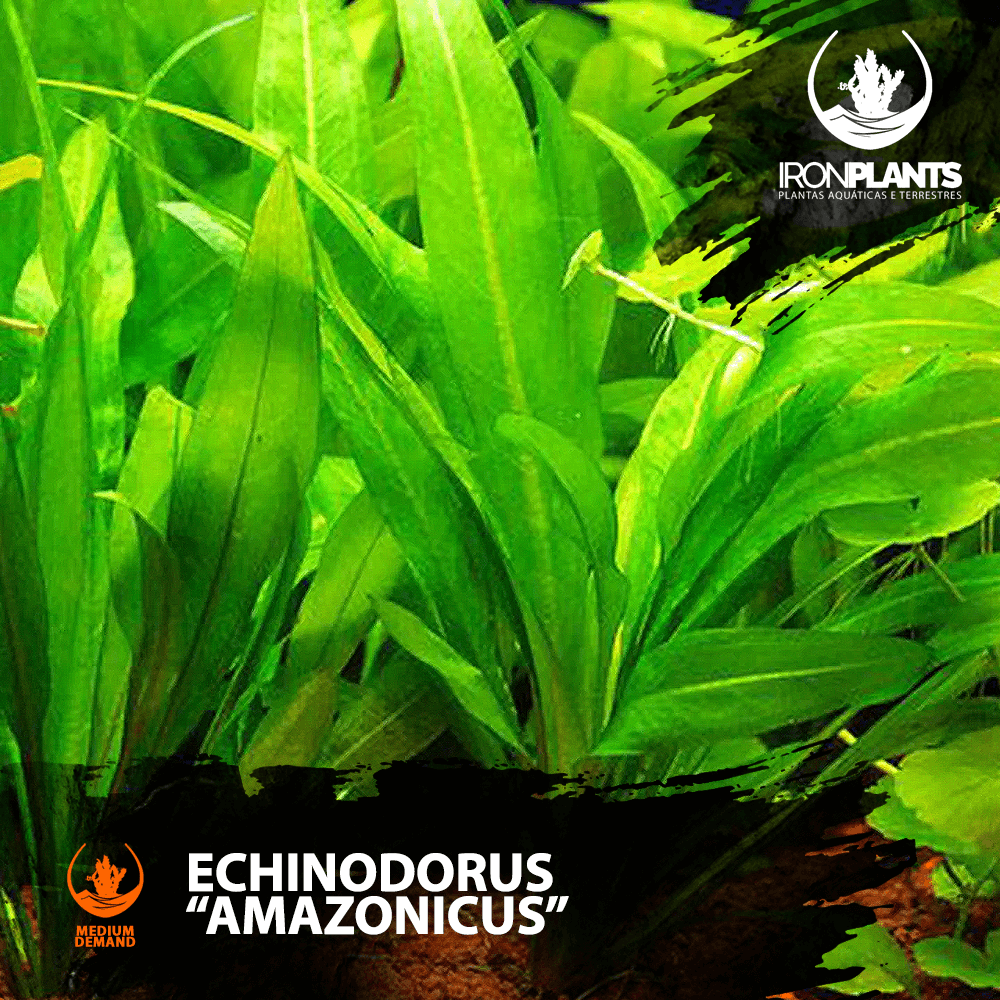 Echinodorus Amazonicus
