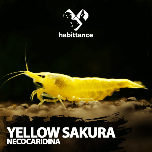 Yellow Sakura Neocaridina