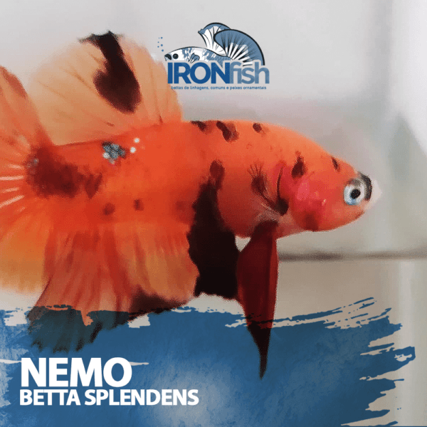 Nemo PK HM - Casal