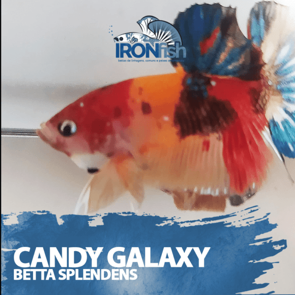 Candy Galaxy - Casal