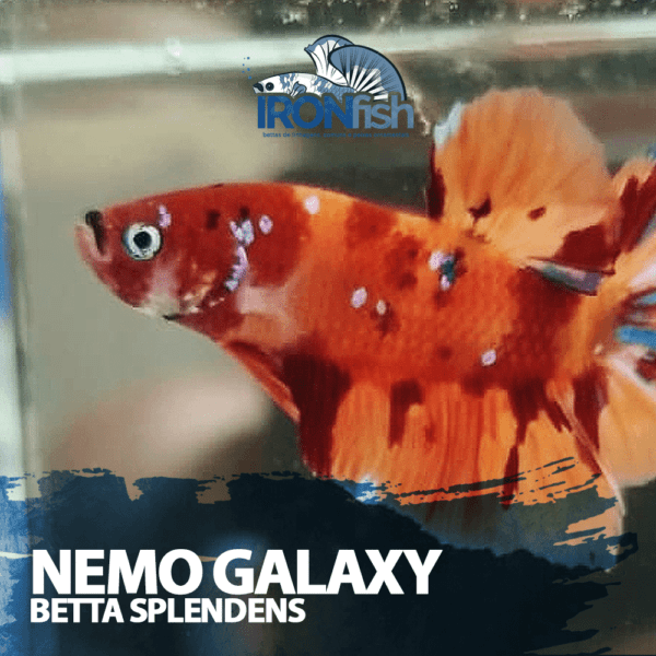 Nemo Galaxy PK HM - Casal