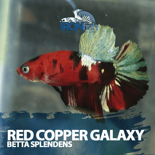 Red Galaxy Copper PK HM