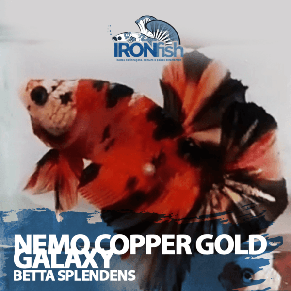 Nemo copper Gold galaxy ( casal )