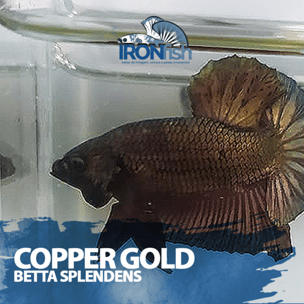Copper Gold PK HM - ( Casal )
