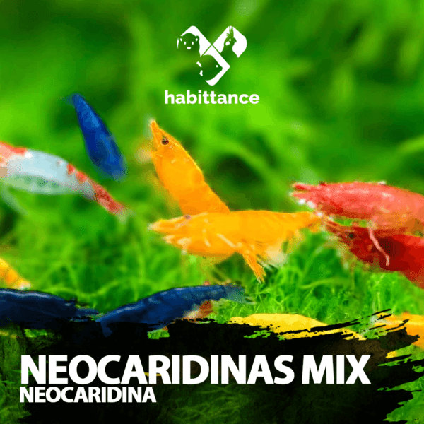 Neocaridina Mix 10 unidades