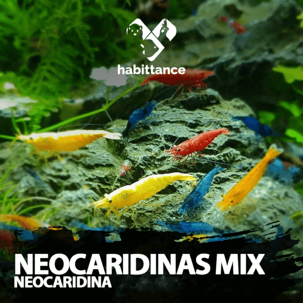 Neocaridina Mix 100 unidades