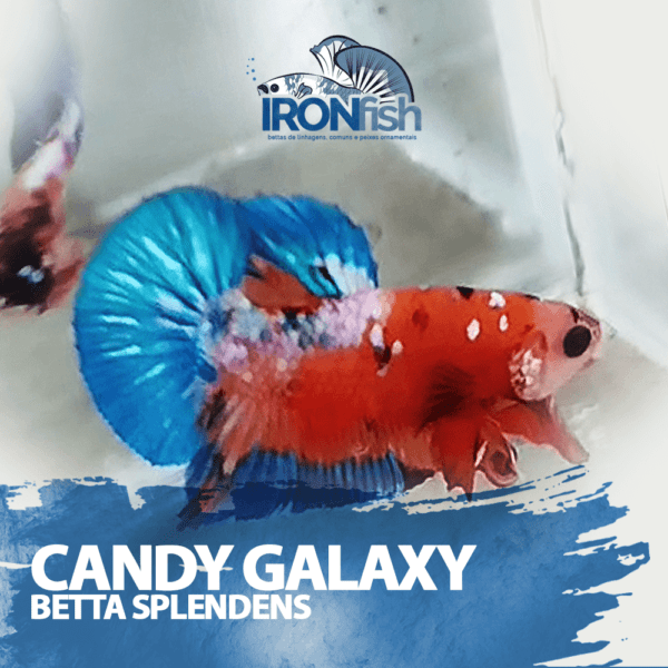 Candy Galaxy PK HM ( Casal )