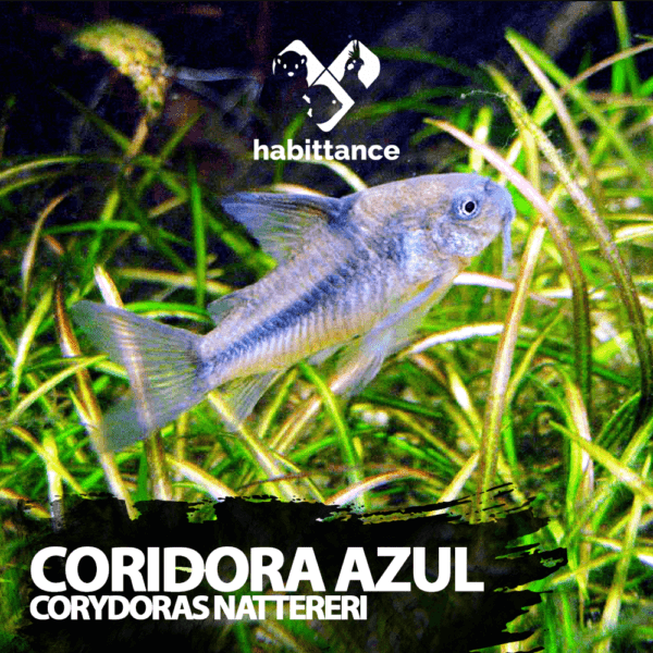 Coridora Azul (Corydoras nattereri)