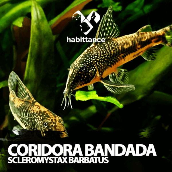Coridora Bandada (Scleromystax barbatus)