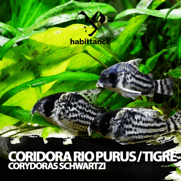 Coridora Rio Purus - Tigre (Corydoras schwartzi)