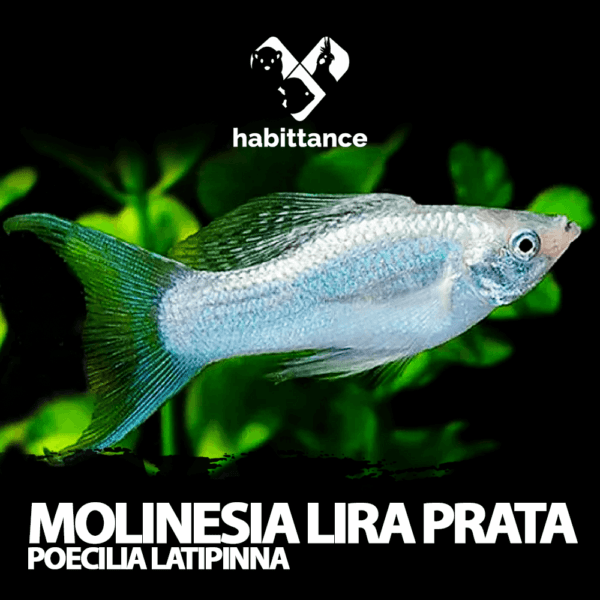 Molinesia lira Prata ( Poecilia Latipinna )