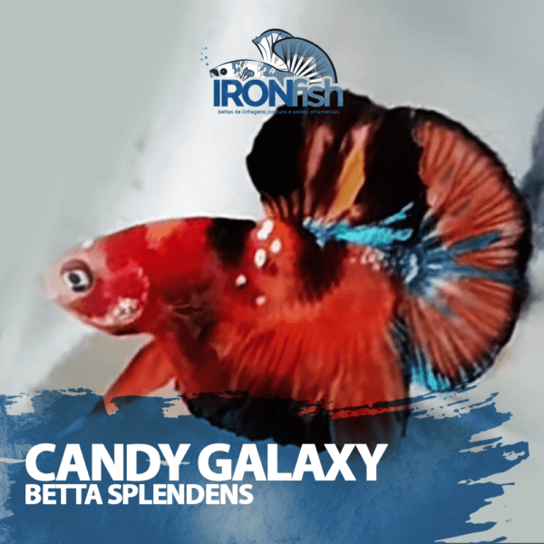 Candy Galaxy ( Casal )