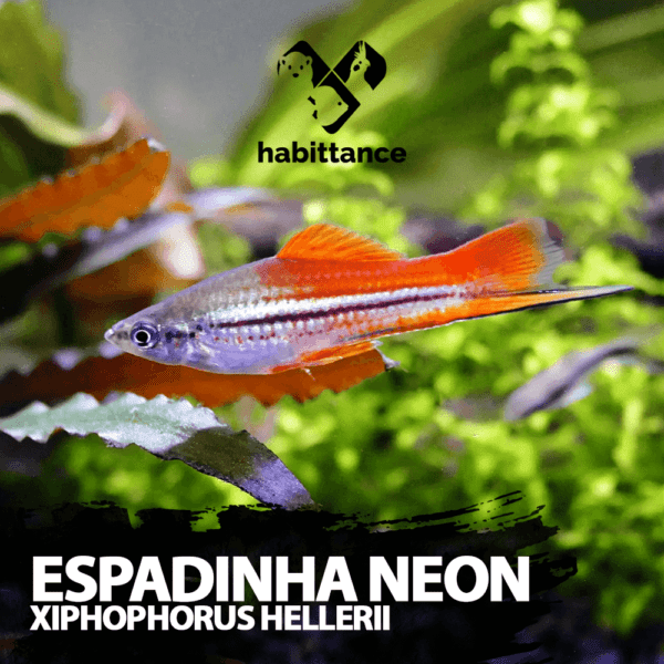 Espadinha Neon (Xiphophorus Hellerii)