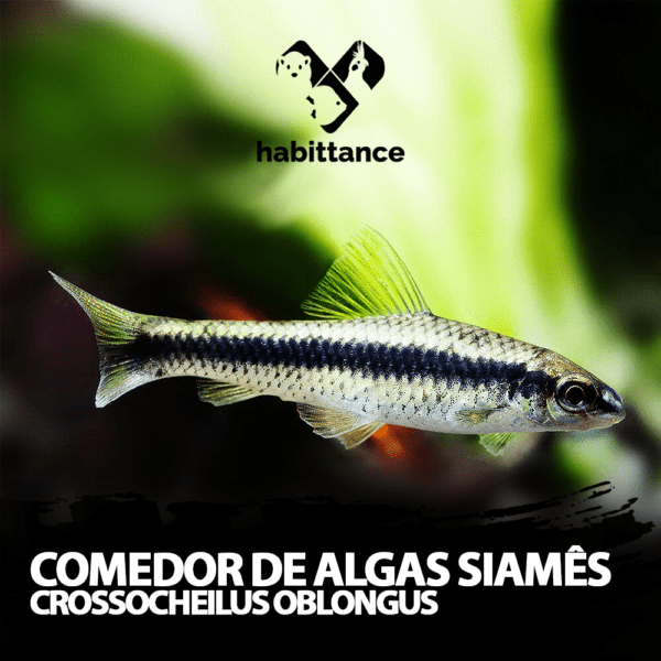 Comedor de algas siamês (Crossocheilus oblongus)