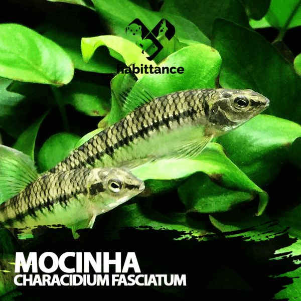 Mocinha ( Characidium fasciatum )