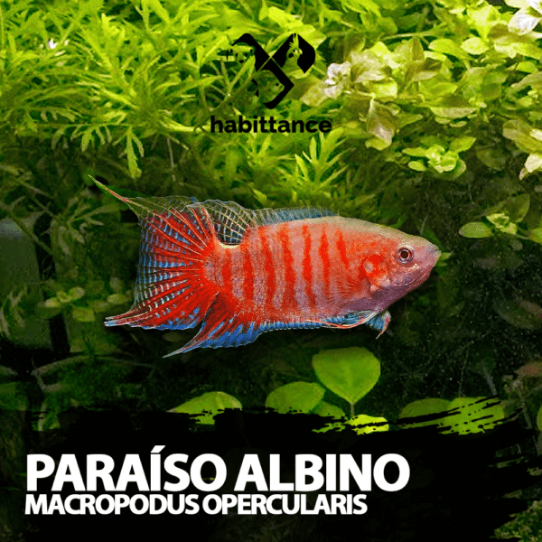 Peixe Paraíso Albino ( Macropodus opercularis )