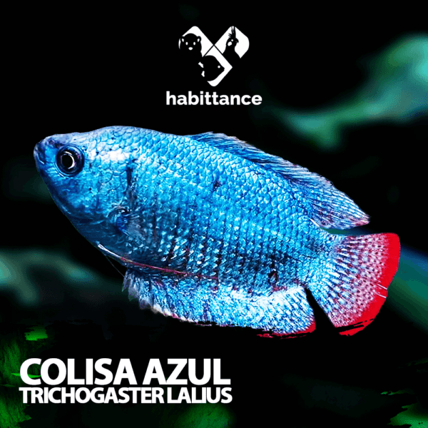Colisa Azul (Trichogaster lalius)