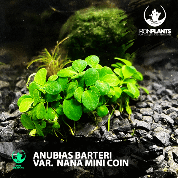 Anubia Barteri var. Nana "mini coin"