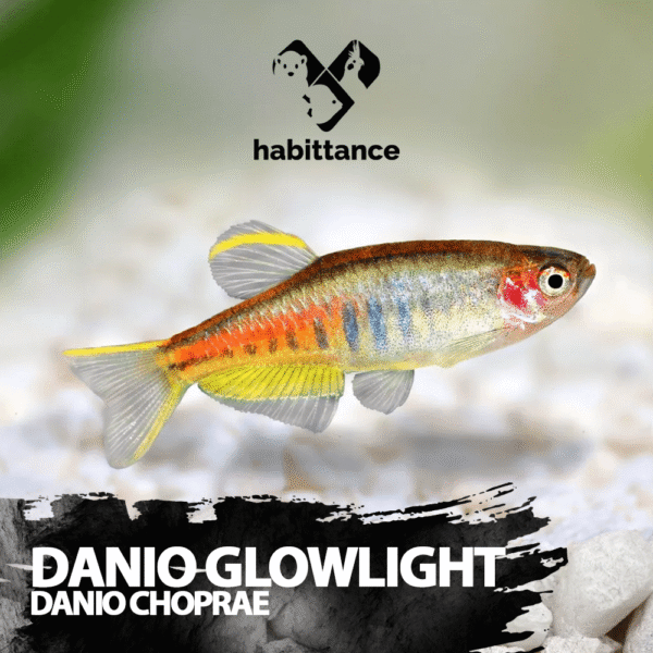 Danio Glowlight ( Danio choprae )