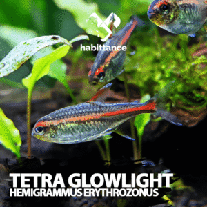 Tetra Glowlight (Hemigrammus erythrozonus)