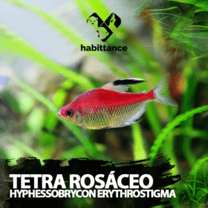 Tetra Rosáceo (Hyphessobrycon socolofi)