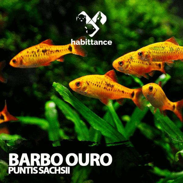barbo ouro ( Puntius Sachsii )