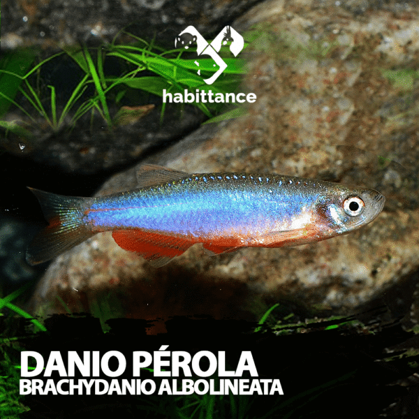 Danio Perola ( brachydanio albolineata )