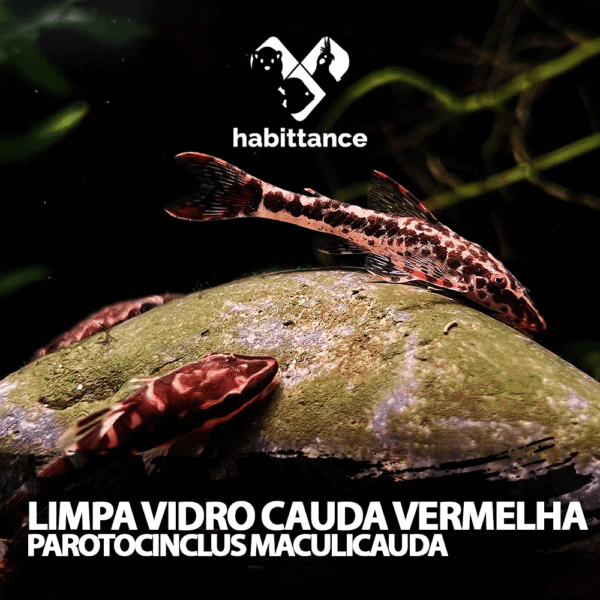 limpa vidro cauda vermelha ( Parotocinclus maculicauda )