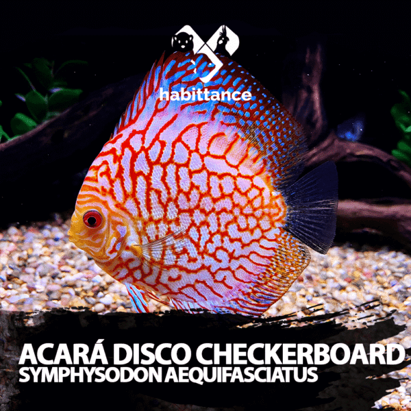 Acará Disco Checkerboard (Symphysodon aequifasciatus) M - 07CM a 10CM