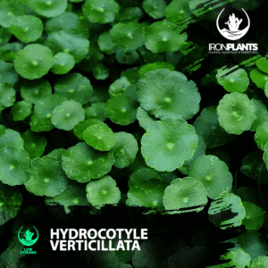 Hydrocótyle verticilláta