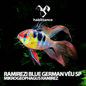 Ramirezi German Blue Véu SP ( Mikrogeophagus ramirez )