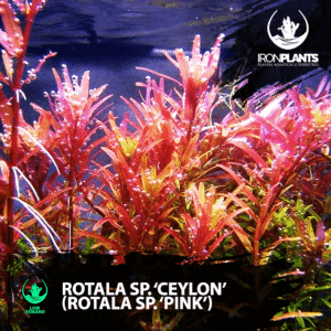 Rotala SP ceylon (rotala sp. pink)