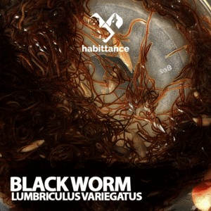 black worm "lumbriculus variegatu"