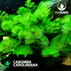 Cabomba Caroliniana