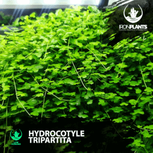 hydrocotyle tripartita