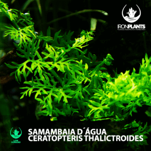 samambaia d'água (ceratopteris thalictroides)