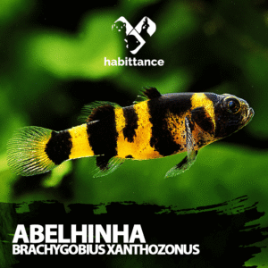 Abelhinha (Brachygobius xanthozonus)