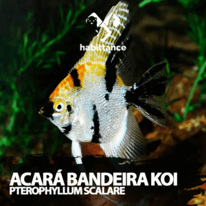 Acará Bandeira Koi ( Pterophyllum Scalare ) M