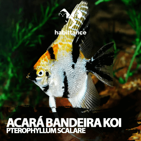 Acará Bandeira Koi ( Pterophyllum Scalare ) M