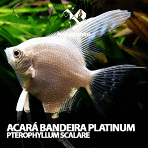 Acará Bandeira Platinum ( Pterophyllum Scalare ) M