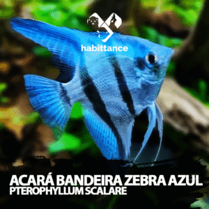 Acará Bandeira Zebra Azul ( Pterophyllum Scalare ) M