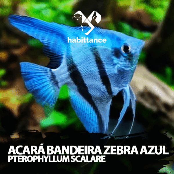 Acará Bandeira Zebra Azul ( Pterophyllum Scalare ) M