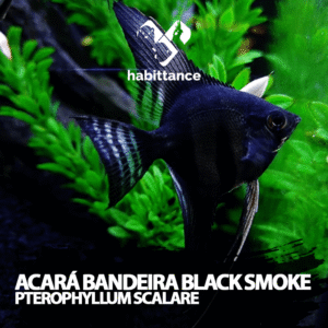 Acará Bandeira Black Smoke ( Pterophyllum Scalare ) M