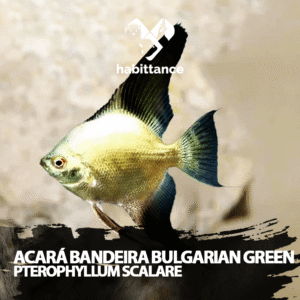 Acará Bandeira Bulgaria Green ( Pterophyllum Scalare ) M